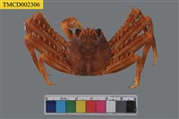 藏品(裸掌盾牌蟹)的圖片